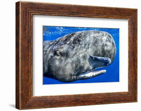 Sperm whale portrait, with remora fish, Dominica, Caribbean Sea, Atlantic Ocean-Franco Banfi-Framed Photographic Print