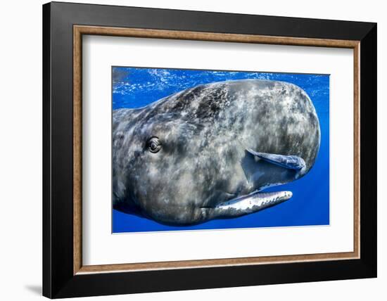 Sperm whale portrait, with remora fish, Dominica, Caribbean Sea, Atlantic Ocean-Franco Banfi-Framed Photographic Print