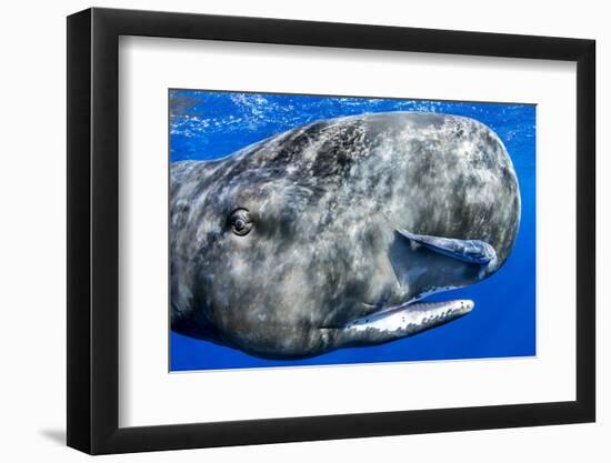 Sperm whale portrait, with remora fish, Dominica, Caribbean Sea, Atlantic Ocean-Franco Banfi-Framed Photographic Print