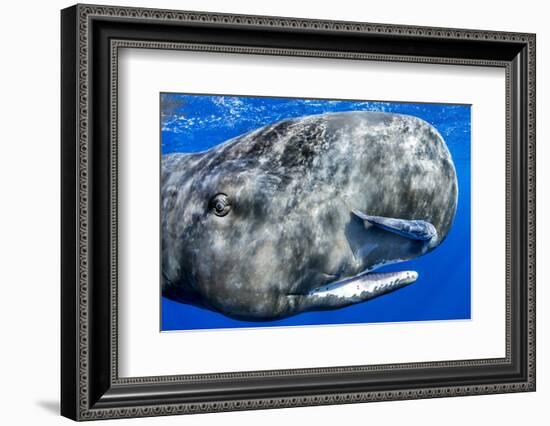 Sperm whale portrait, with remora fish, Dominica, Caribbean Sea, Atlantic Ocean-Franco Banfi-Framed Photographic Print