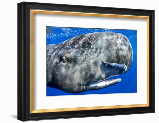 Sperm whale portrait, with remora fish, Dominica, Caribbean Sea, Atlantic Ocean-Franco Banfi-Framed Photographic Print