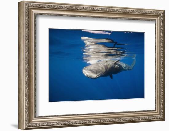 Sperm Whale Swimming Just under the Surface (Physeter Catodon), Caribbean, Dominica-Reinhard Dirscherl-Framed Photographic Print