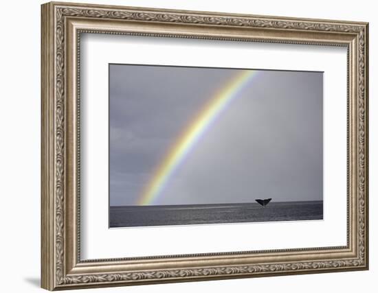 Sperm whale tail fluke above water as it dives below a rainbow, Caribbean Sea. Digital composite-Franco Banfi-Framed Photographic Print