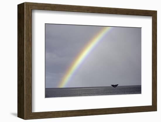 Sperm whale tail fluke above water as it dives below a rainbow, Caribbean Sea. Digital composite-Franco Banfi-Framed Photographic Print