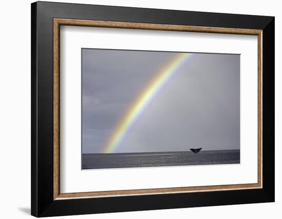 Sperm whale tail fluke above water as it dives below a rainbow, Caribbean Sea. Digital composite-Franco Banfi-Framed Photographic Print