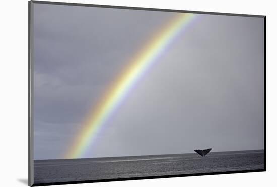 Sperm whale tail fluke above water as it dives below a rainbow, Caribbean Sea. Digital composite-Franco Banfi-Mounted Photographic Print