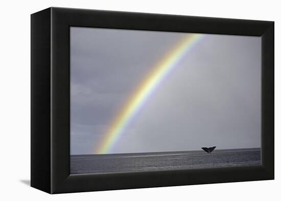 Sperm whale tail fluke above water as it dives below a rainbow, Caribbean Sea. Digital composite-Franco Banfi-Framed Premier Image Canvas