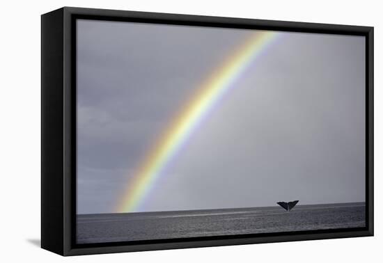 Sperm whale tail fluke above water as it dives below a rainbow, Caribbean Sea. Digital composite-Franco Banfi-Framed Premier Image Canvas