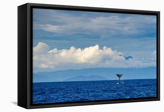 Sperm whale tail slapping, Dominica, Caribbean Sea-Franco Banfi-Framed Premier Image Canvas