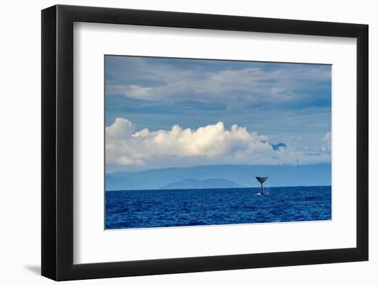 Sperm whale tail slapping, Dominica, Caribbean Sea-Franco Banfi-Framed Photographic Print