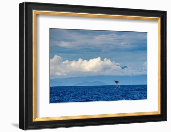 Sperm whale tail slapping, Dominica, Caribbean Sea-Franco Banfi-Framed Photographic Print