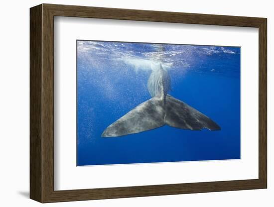 Sperm Whale Tail-Reinhard Dirscherl-Framed Photographic Print