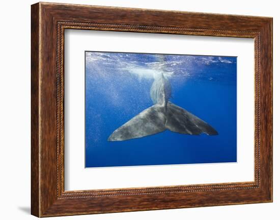 Sperm Whale Tail-Reinhard Dirscherl-Framed Photographic Print