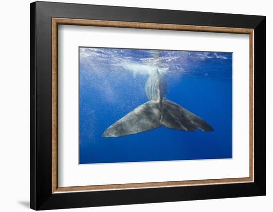 Sperm Whale Tail-Reinhard Dirscherl-Framed Photographic Print