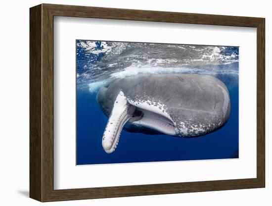 Sperm whale  with fully open mouth, Dominica, Caribbean Sea-Franco Banfi-Framed Photographic Print