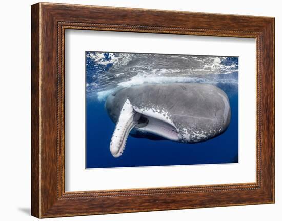 Sperm whale  with fully open mouth, Dominica, Caribbean Sea-Franco Banfi-Framed Photographic Print