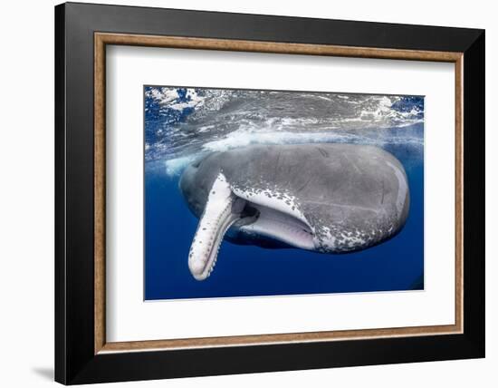 Sperm whale  with fully open mouth, Dominica, Caribbean Sea-Franco Banfi-Framed Photographic Print