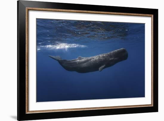 Sperm Whale-Barathieu Gabriel-Framed Giclee Print