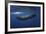 Sperm Whale-Barathieu Gabriel-Framed Giclee Print