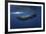 Sperm Whale-Barathieu Gabriel-Framed Giclee Print