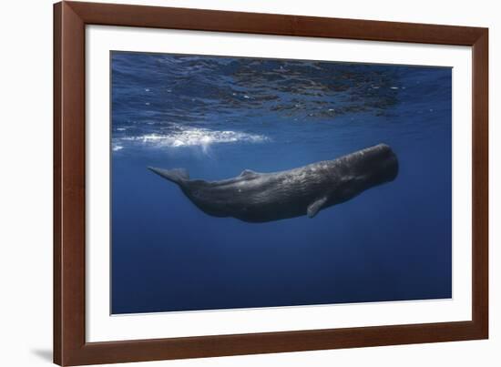 Sperm Whale-Barathieu Gabriel-Framed Giclee Print