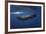 Sperm Whale-Barathieu Gabriel-Framed Giclee Print