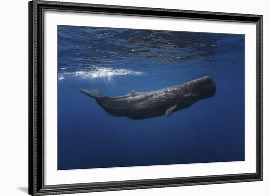 Sperm Whale-Barathieu Gabriel-Framed Giclee Print