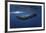 Sperm Whale-Barathieu Gabriel-Framed Giclee Print