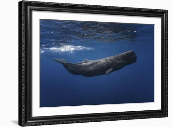 Sperm Whale-Barathieu Gabriel-Framed Giclee Print