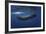 Sperm Whale-Barathieu Gabriel-Framed Giclee Print