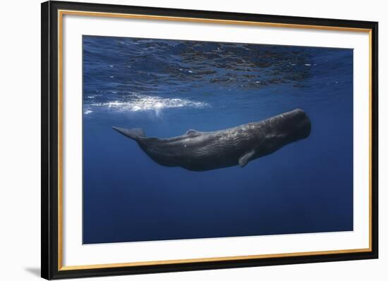 Sperm Whale-Barathieu Gabriel-Framed Giclee Print