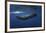 Sperm Whale-Barathieu Gabriel-Framed Giclee Print