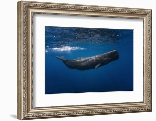 Sperm Whale-Barathieu Gabriel-Framed Photographic Print