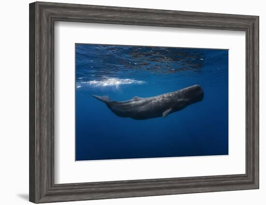 Sperm Whale-Barathieu Gabriel-Framed Photographic Print