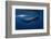 Sperm Whale-Barathieu Gabriel-Framed Photographic Print