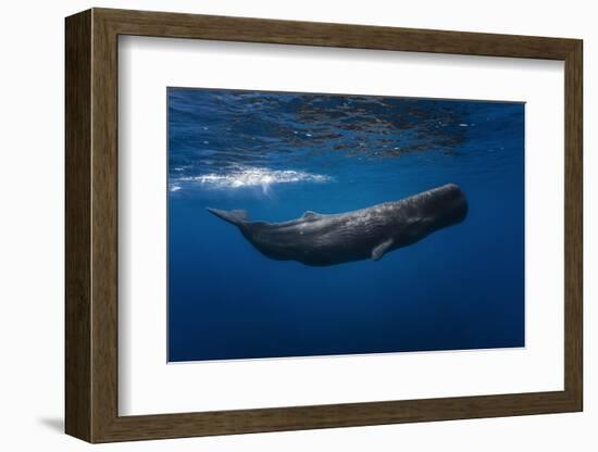 Sperm Whale-Barathieu Gabriel-Framed Photographic Print