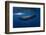 Sperm Whale-Barathieu Gabriel-Framed Photographic Print