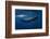 Sperm Whale-Barathieu Gabriel-Framed Photographic Print