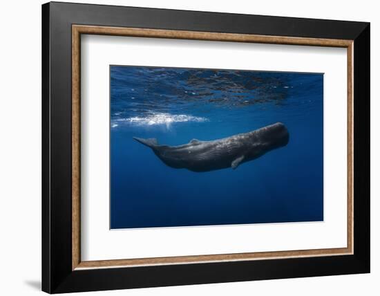 Sperm Whale-Barathieu Gabriel-Framed Photographic Print