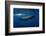 Sperm Whale-Barathieu Gabriel-Framed Photographic Print