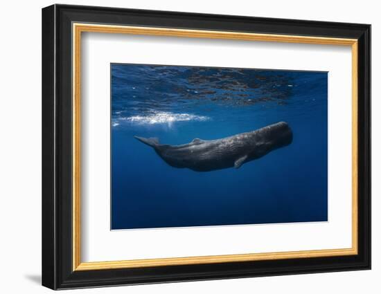 Sperm Whale-Barathieu Gabriel-Framed Photographic Print