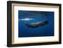 Sperm Whale-Barathieu Gabriel-Framed Photographic Print