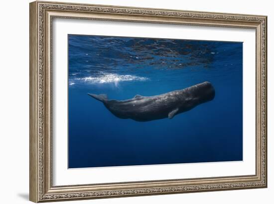 Sperm Whale-Barathieu Gabriel-Framed Photographic Print