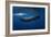 Sperm Whale-Barathieu Gabriel-Framed Photographic Print