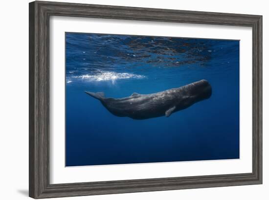 Sperm Whale-Barathieu Gabriel-Framed Photographic Print