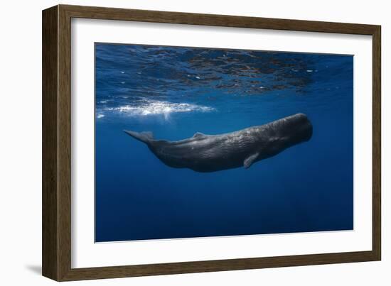 Sperm Whale-Barathieu Gabriel-Framed Photographic Print