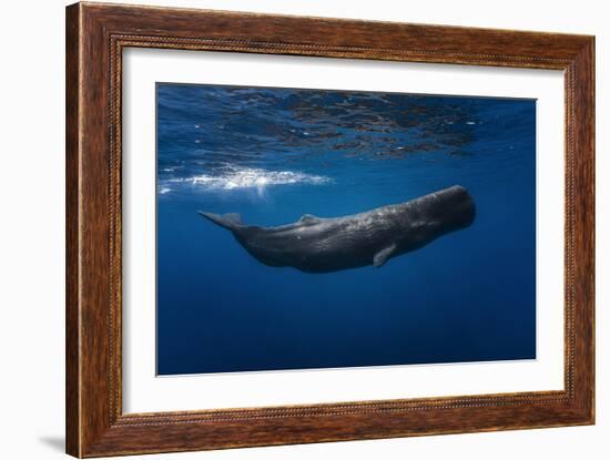 Sperm Whale-Barathieu Gabriel-Framed Photographic Print