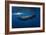 Sperm Whale-Barathieu Gabriel-Framed Photographic Print