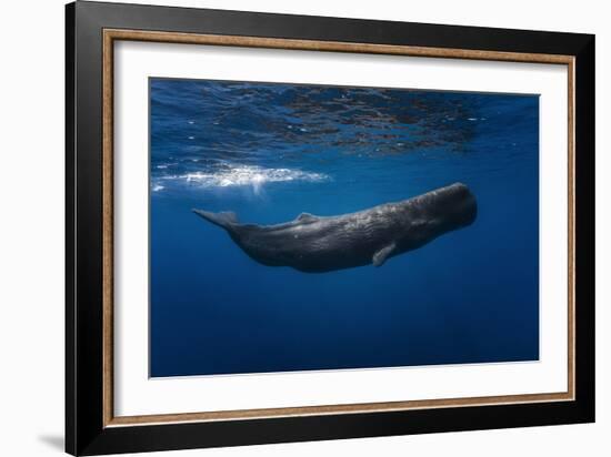 Sperm Whale-Barathieu Gabriel-Framed Photographic Print