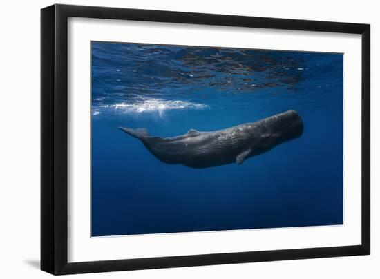 Sperm Whale-Barathieu Gabriel-Framed Photographic Print